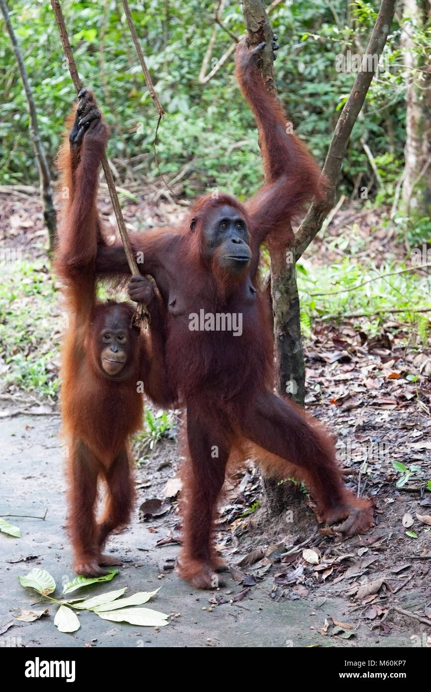 Orangutani bornei selvatici (Pongo pygmaeus) che tengono sugli alberi mentre si alzano su due gambe a Camp Leakey nel Parco Nazionale di Tanjung Puting Foto Stock