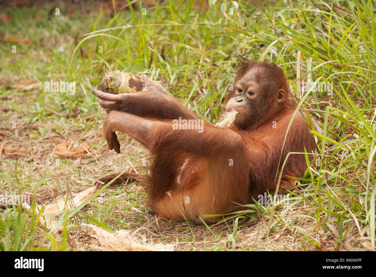 Giovane orfano orangutan giocando con noce di cocco in outdoor sessione di esplorazione all'orangutan Centro di cura (Pongo pygmaeus) Foto Stock