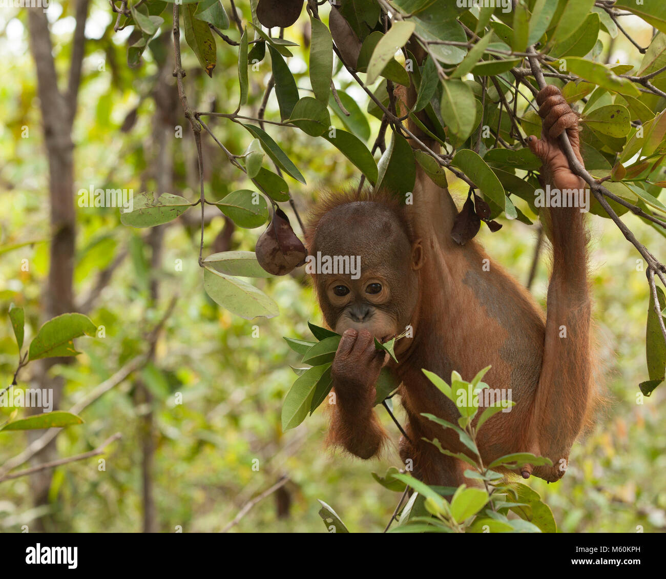 Curioso orangutano orfano (Pongo pygmaeus) appeso all'albero e giocando con foglie in una sessione di allenamento forestale presso il Centro di cura Orangutan Foto Stock