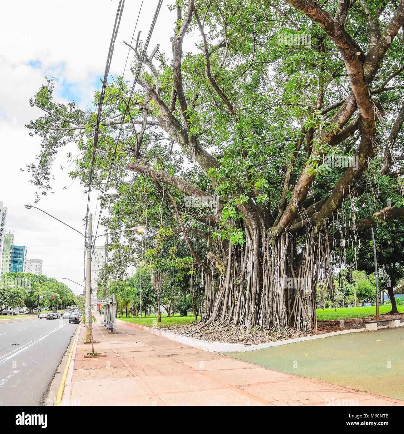 Campo Grande, Brasile - 24 Febbraio 2018: centenario albero a Praca do Radio Clube quadrato sul viale principale Afonso Pena. Enormi alberi alti con appar Foto Stock