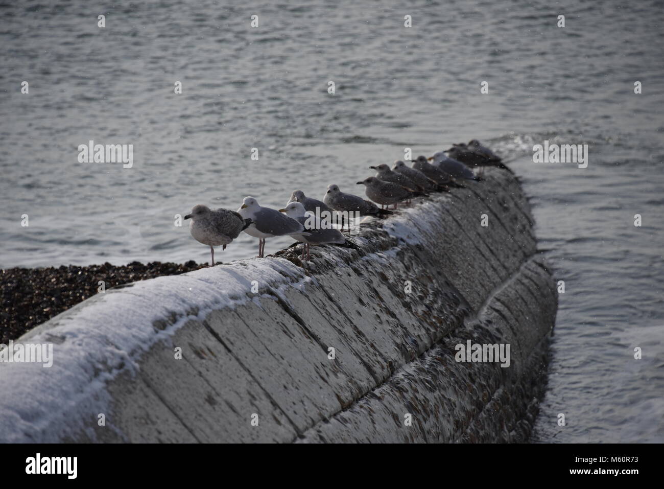 Gabbiani seduta nella neve su un mare inguine a Brighton Seafront Foto Stock