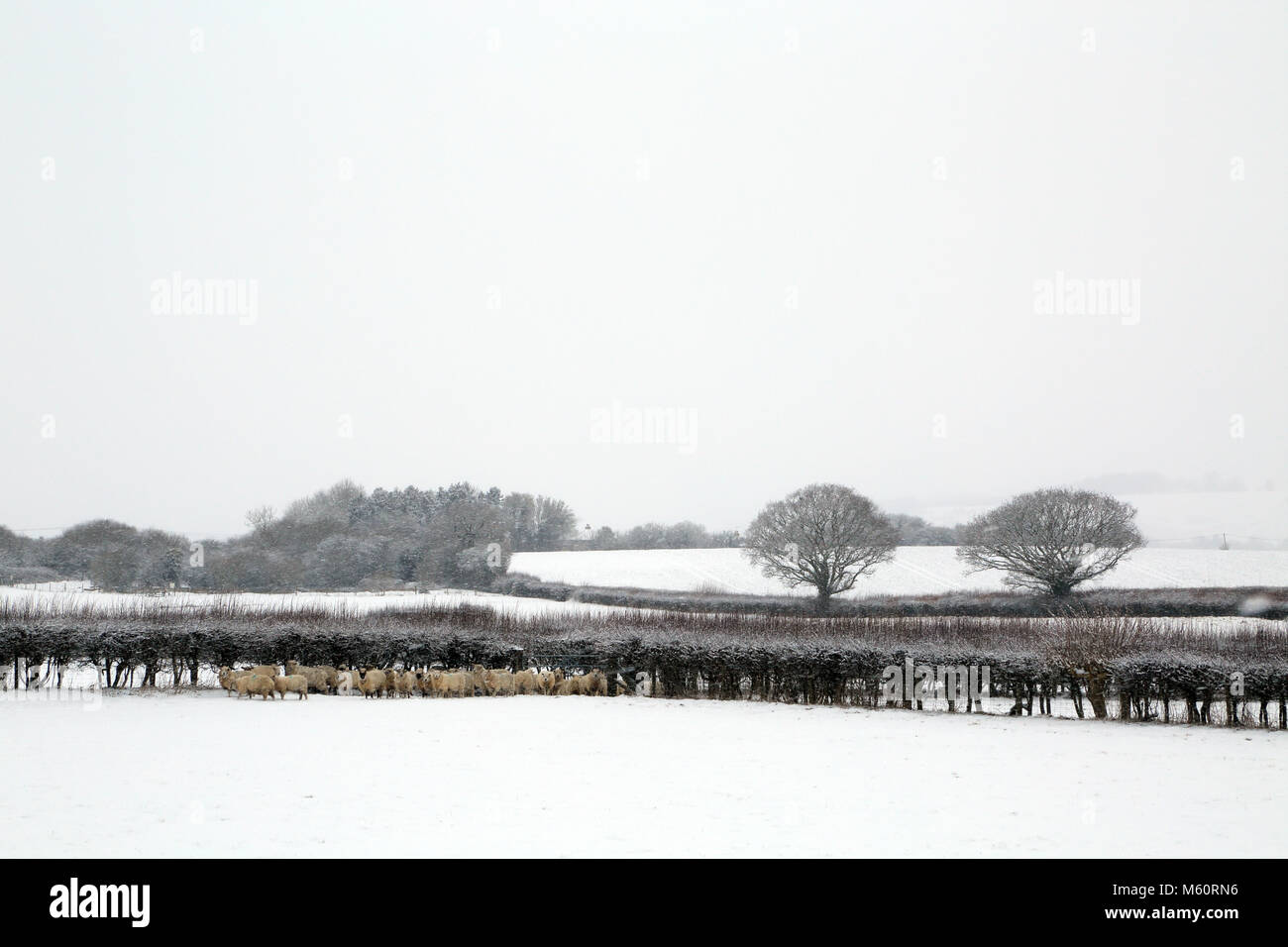 Tempesta di neve come parte della "bestia da est" fronte meteo che copre il Regno Unito il 27 febbraio 2018. Sparato di campi coperti di neve e pecore accoccolato insieme fuori Brabourne Lees vicino Ashford nel Kent, Regno Unito Foto Stock