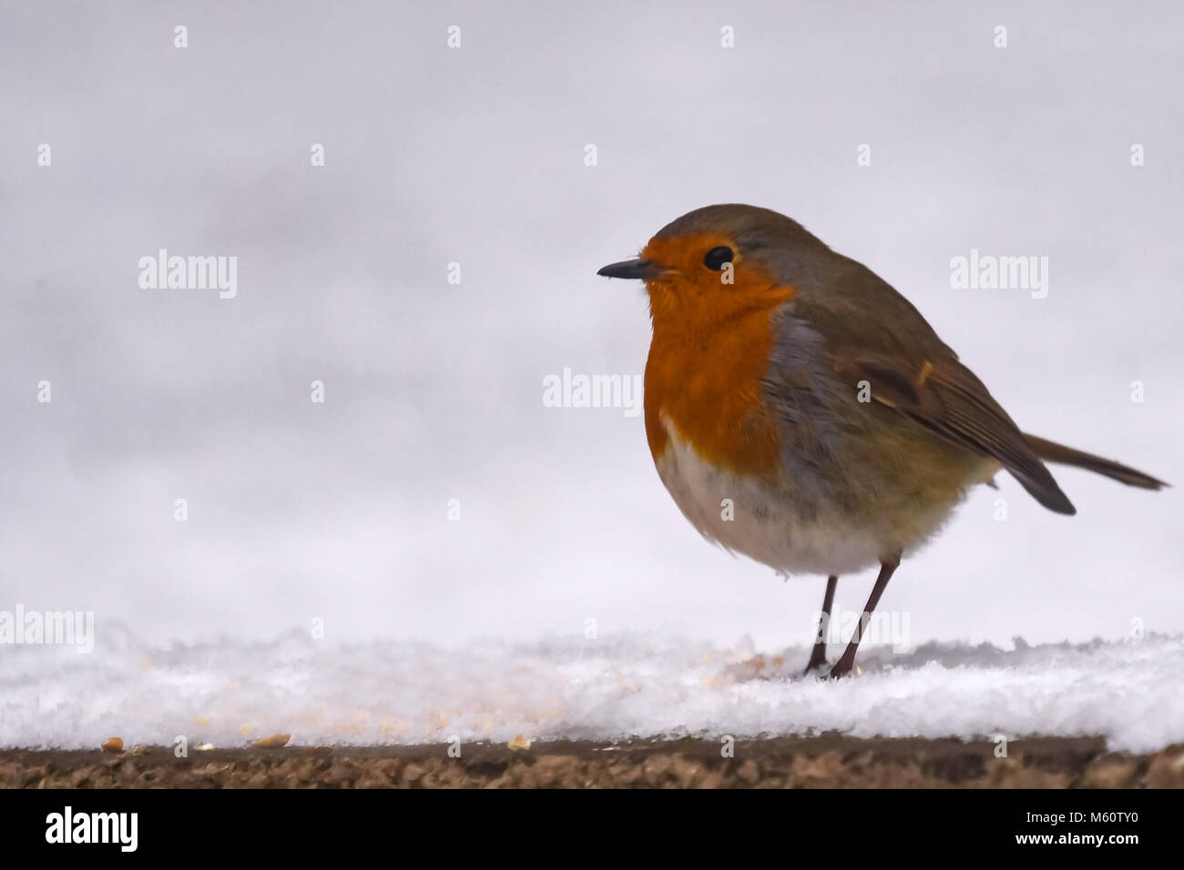 Aberaeron Galles, UK. Il 27 febbraio, 2018. Regno Unito meteo a Robin nel fresco di neve caduti cercando la sua colazione. Credito: Andrew chittock/Alamy Live News Foto Stock