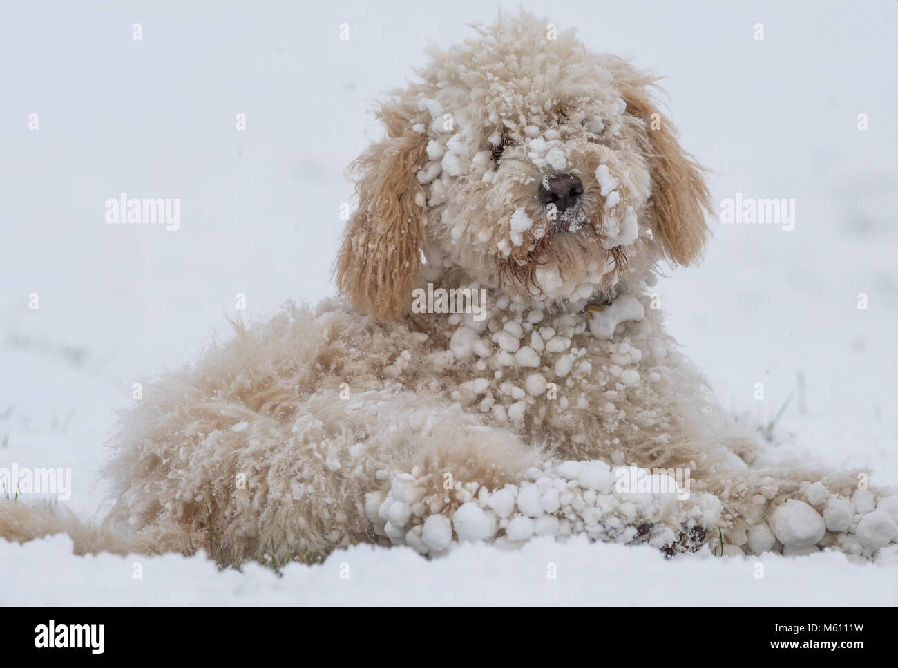 U.K. Meteo. Mansfield, Inghilterra. 27th. Febbraio 2018. . Cucciolo Cockapoo giocando in un nuovo strato di neve per la sua prima volta come bufera di neve da est ha colpito il Regno Unito. Inghilterra, Regno Unito. Alan Beastall/Alamy Live News. Foto Stock