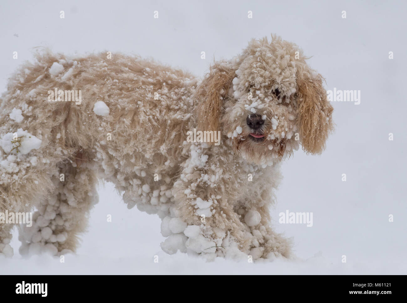 U.K. Meteo. Mansfield, Inghilterra. 27th. Febbraio 2018. . Cucciolo Cockapoo giocando in un nuovo strato di neve per la sua prima volta come bufera di neve da est ha colpito il Regno Unito. Inghilterra, Regno Unito. Alan Beastall/Alamy Live News. Foto Stock