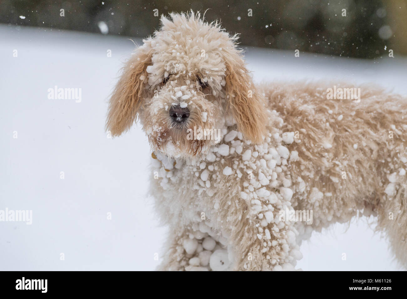U.K. Meteo. Mansfield, Inghilterra. 27th. Febbraio 2018. . Cucciolo Cockapoo giocando in un nuovo strato di neve per la sua prima volta come bufera di neve da est ha colpito il Regno Unito. Inghilterra, Regno Unito. Alan Beastall/Alamy Live News. Foto Stock