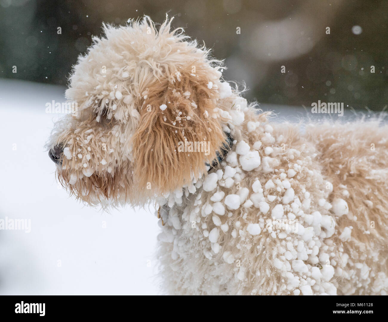 U.K. Meteo. Mansfield, Inghilterra. 27th. Febbraio 2018. . Cucciolo Cockapoo giocando in un nuovo strato di neve per la sua prima volta come bufera di neve da est ha colpito il Regno Unito. Inghilterra, Regno Unito. Alan Beastall/Alamy Live News. Foto Stock