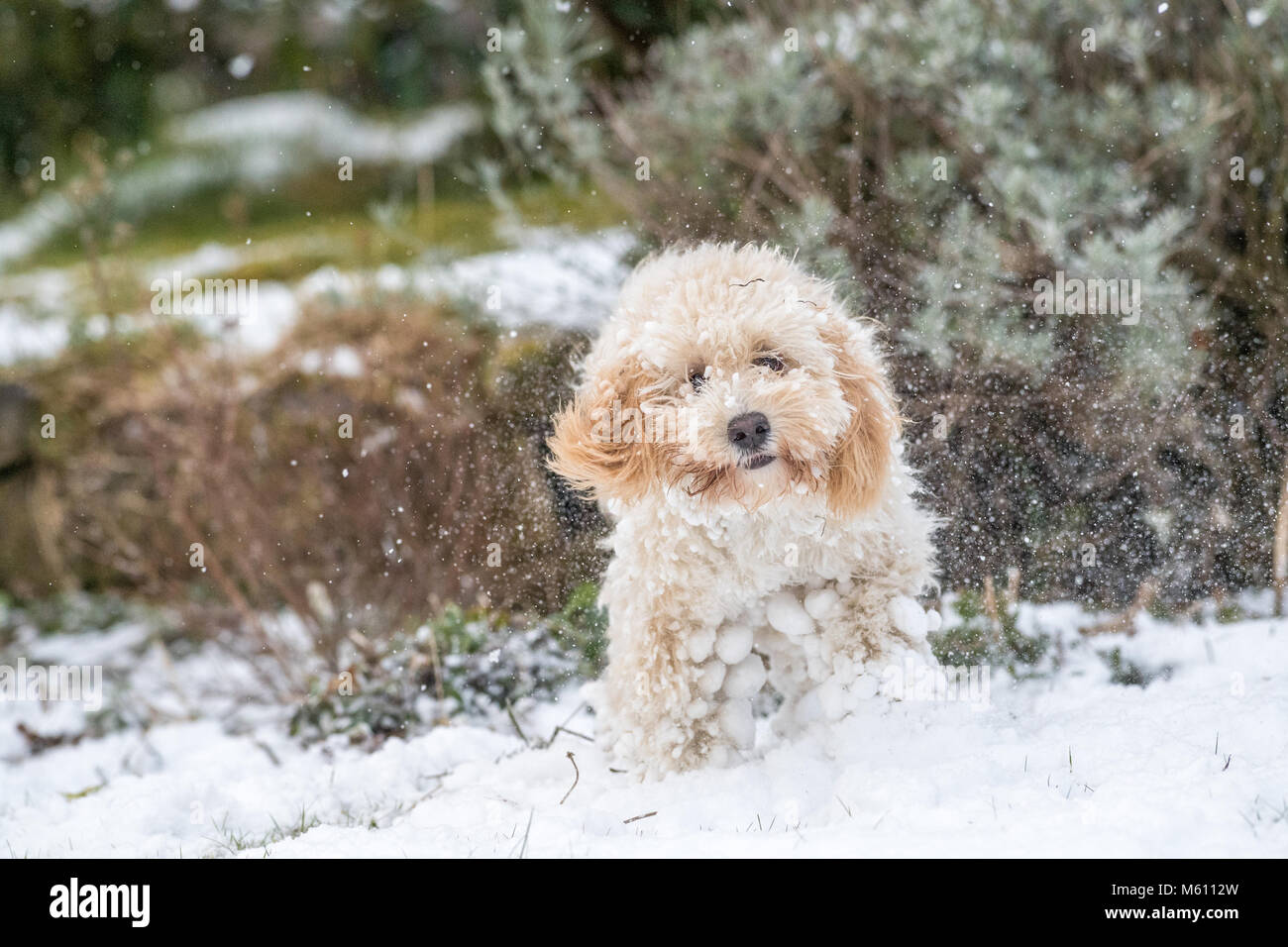 U.K. Meteo. Mansfield, Inghilterra. 27th. Febbraio 2018. . Cucciolo Cockapoo giocando in un nuovo strato di neve per la sua prima volta come bufera di neve da est ha colpito il Regno Unito. Inghilterra, Regno Unito. Alan Beastall/Alamy Live News. Foto Stock
