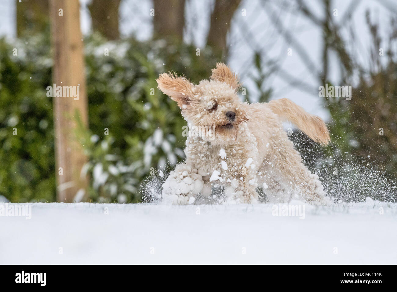 U.K. Meteo. Mansfield, Inghilterra. 27th. Febbraio 2018. . Cucciolo Cockapoo giocando in un nuovo strato di neve per la sua prima volta come bufera di neve da est ha colpito il Regno Unito. Inghilterra, Regno Unito. Alan Beastall/Alamy Live News. Foto Stock