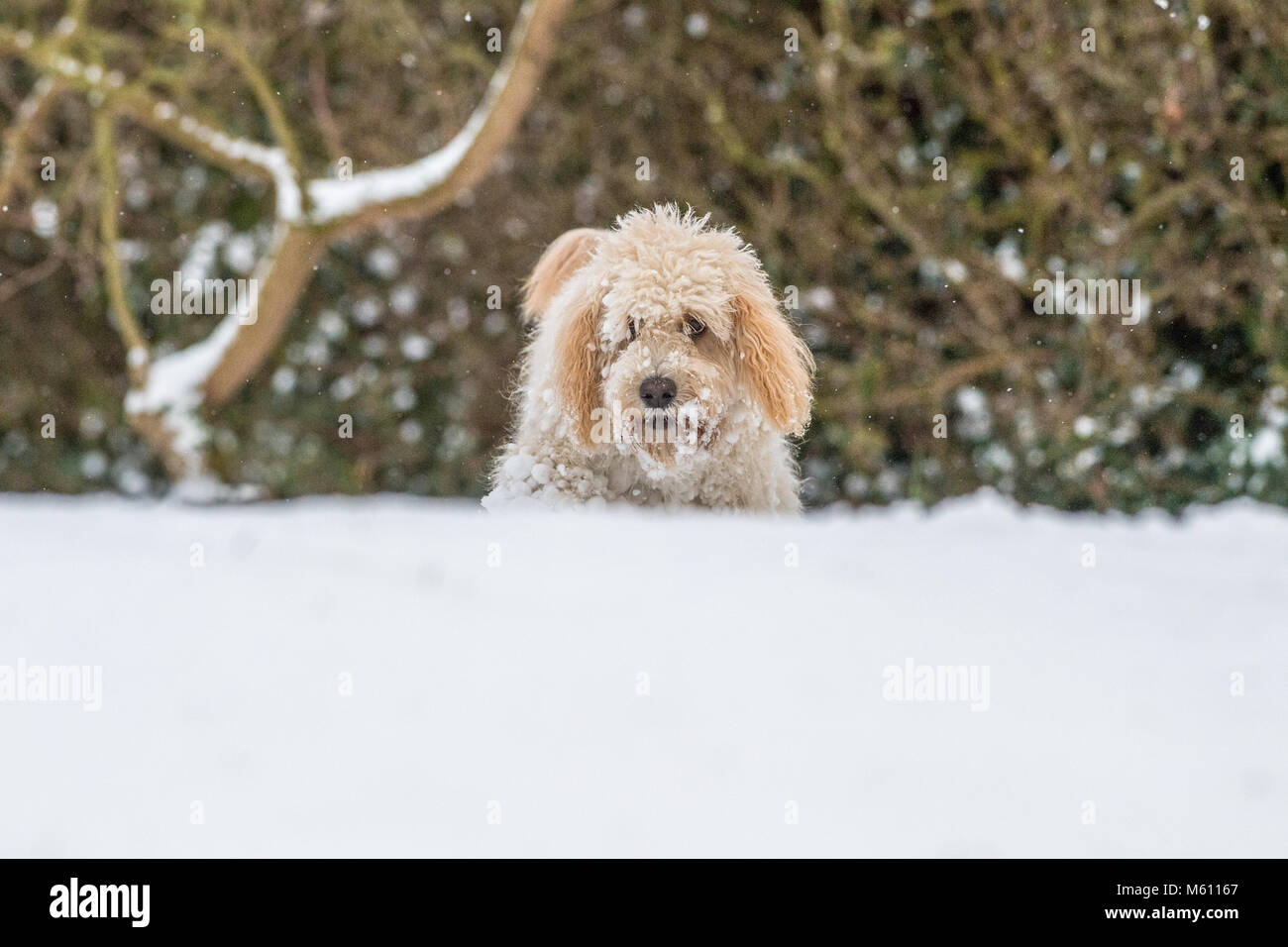 U.K. Meteo. Mansfield, Inghilterra. 27th. Febbraio 2018. . Cucciolo Cockapoo giocando in un nuovo strato di neve per la sua prima volta come bufera di neve da est ha colpito il Regno Unito. Inghilterra, Regno Unito. Alan Beastall/Alamy Live News. Foto Stock