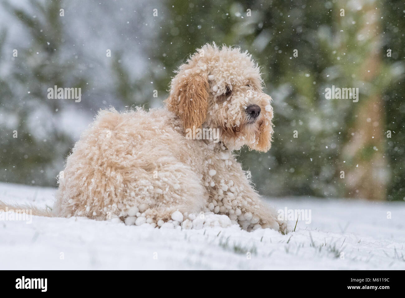 U.K. Meteo. Mansfield, Inghilterra. 27th. Febbraio 2018. . Cucciolo Cockapoo giocando in un nuovo strato di neve per la sua prima volta come bufera di neve da est ha colpito il Regno Unito. Inghilterra, Regno Unito. Alan Beastall/Alamy Live News. Foto Stock