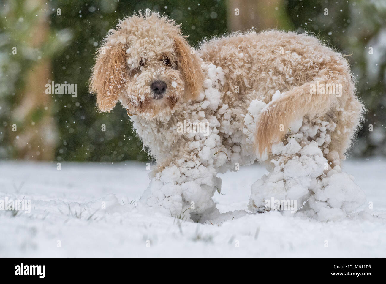 U.K. Meteo. Mansfield, Inghilterra. 27th. Febbraio 2018. . Cucciolo Cockapoo giocando in un nuovo strato di neve per la sua prima volta come bufera di neve da est ha colpito il Regno Unito. Inghilterra, Regno Unito. Alan Beastall/Alamy Live News. Foto Stock