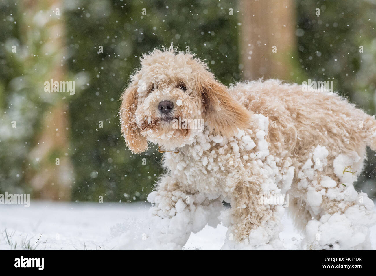 U.K. Meteo. Mansfield, Inghilterra. 27th. Febbraio 2018. . Cucciolo Cockapoo giocando in un nuovo strato di neve per la sua prima volta come bufera di neve da est ha colpito il Regno Unito. Inghilterra, Regno Unito. Alan Beastall/Alamy Live News. Foto Stock