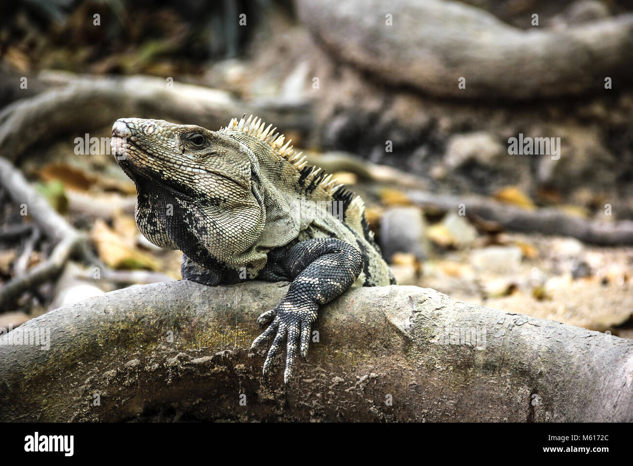 Big lizard con picchi mohicano sul ramo Foto Stock