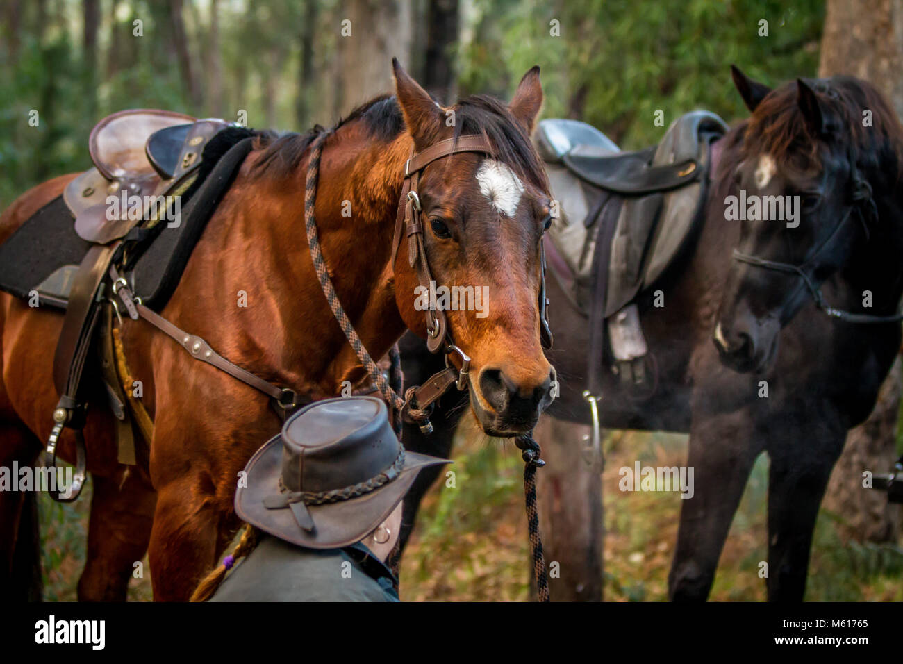 Due cavalli e il retro di una testa cowgirls Foto Stock