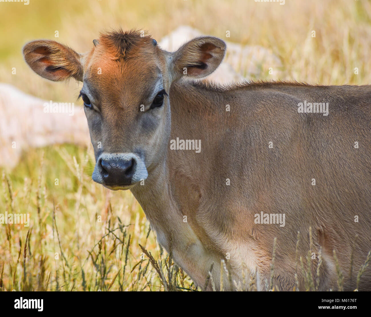 mucca in un campo Foto Stock