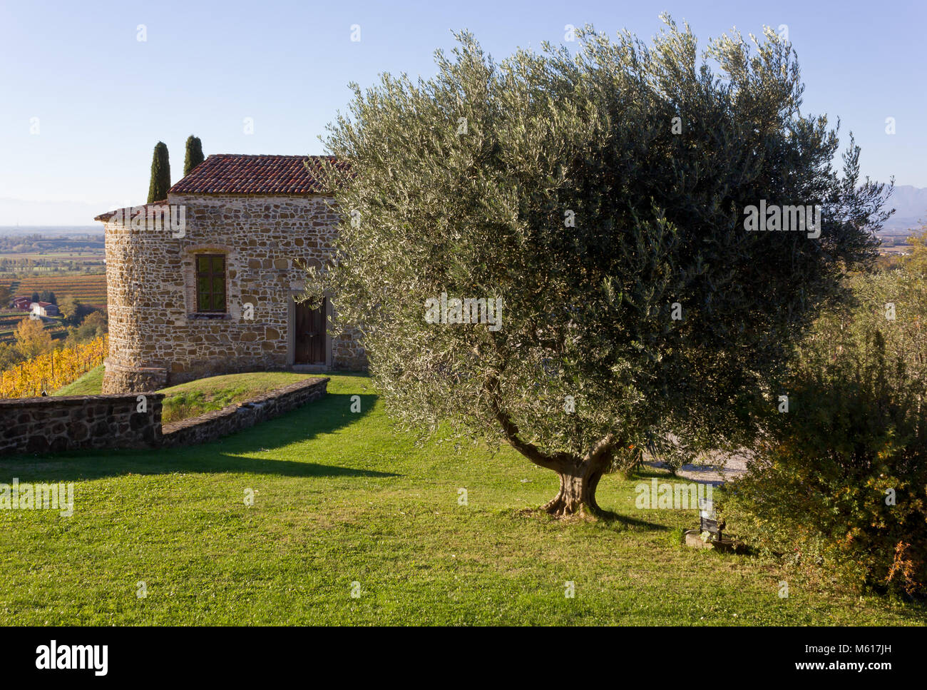 Paese storico edificio con un olivo in primo piano Foto Stock