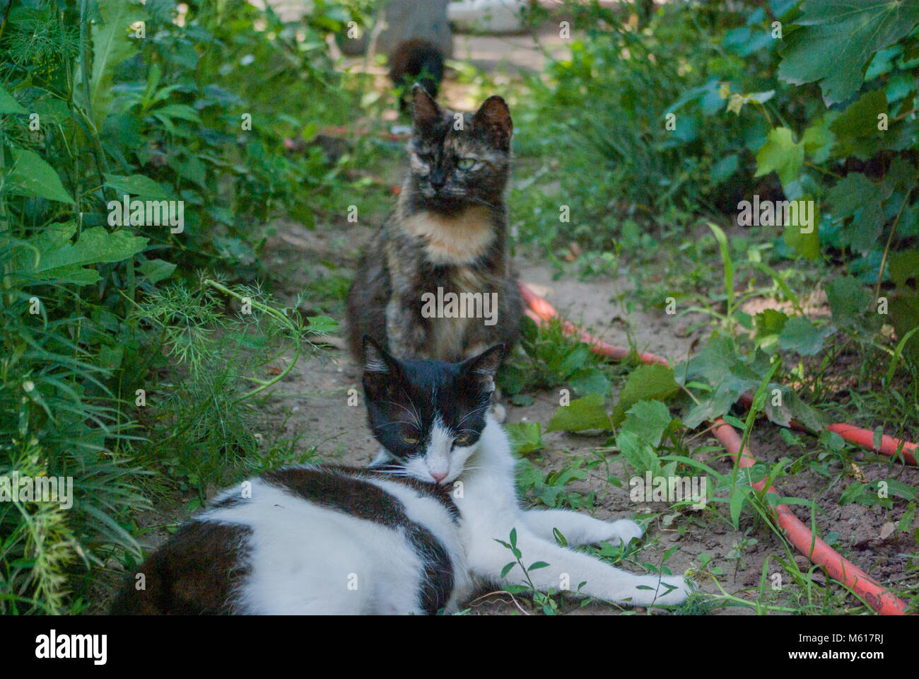 Giorno pigro per gatti Foto Stock