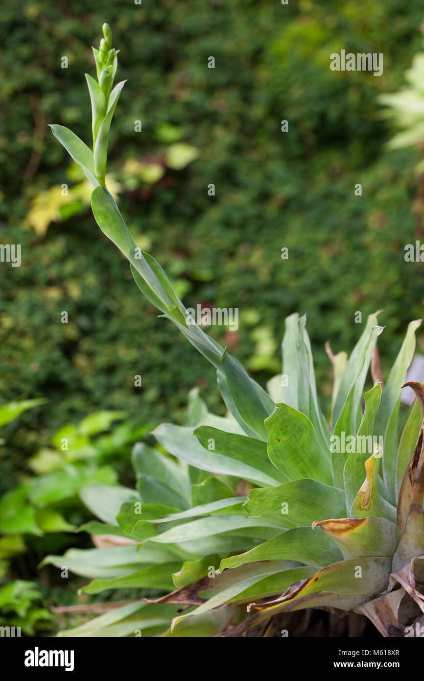 Bromeliad, Gräsväxt (Catopsis morreniana) Foto Stock