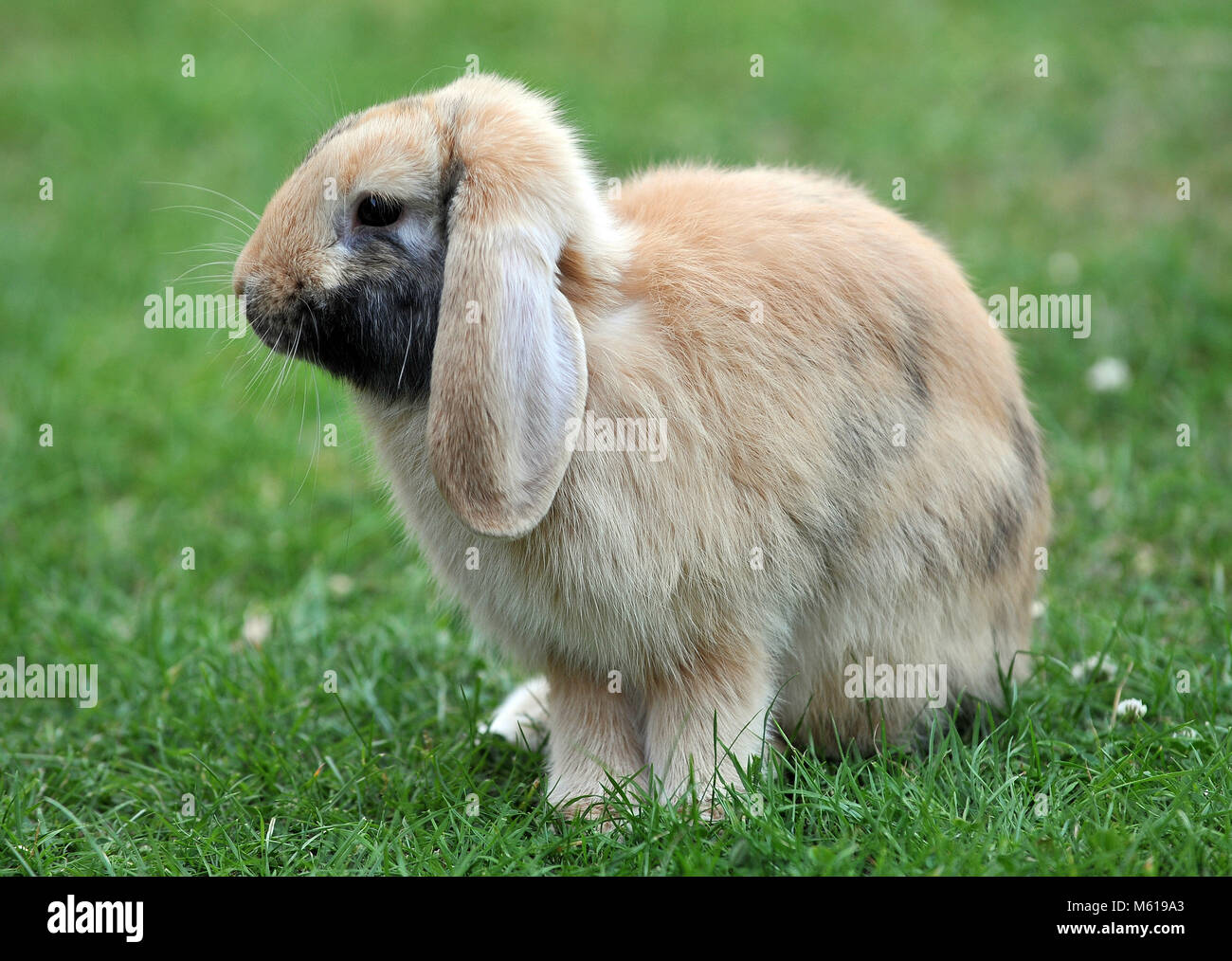 Un pet addomesticati coniglio. Foto Stock