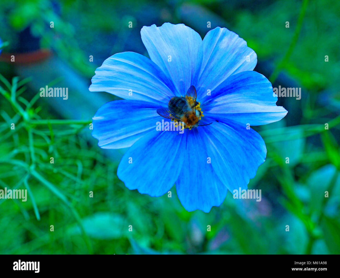 Il miele delle api succhiare il nettare da un fiore di Cosmos Foto Stock