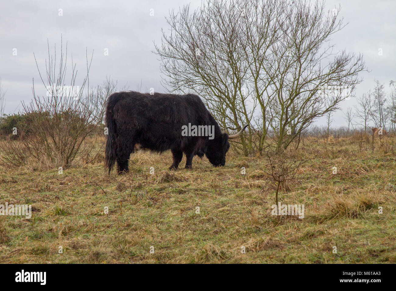 Highland mucca graziiing di conservazione Foto Stock