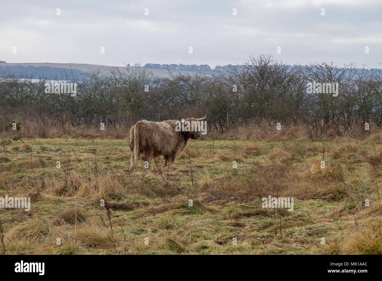 Highland mucca graziiing di conservazione Foto Stock