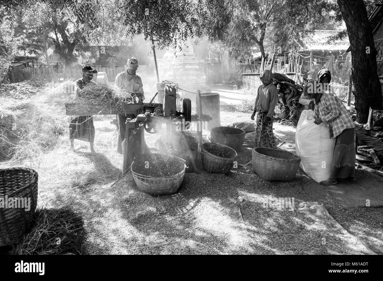 BAGAN, Myanmar, Gennaio 2018: tempo di raccolta a Bagan, Myanmar Foto Stock