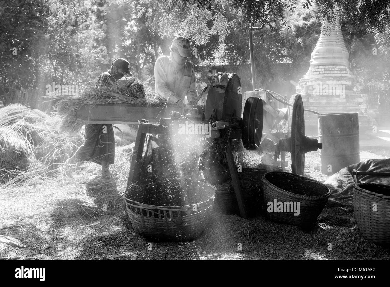 BAGAN, Myanmar, Gennaio 2018: tempo di raccolta a Bagan, Myanmar Foto Stock