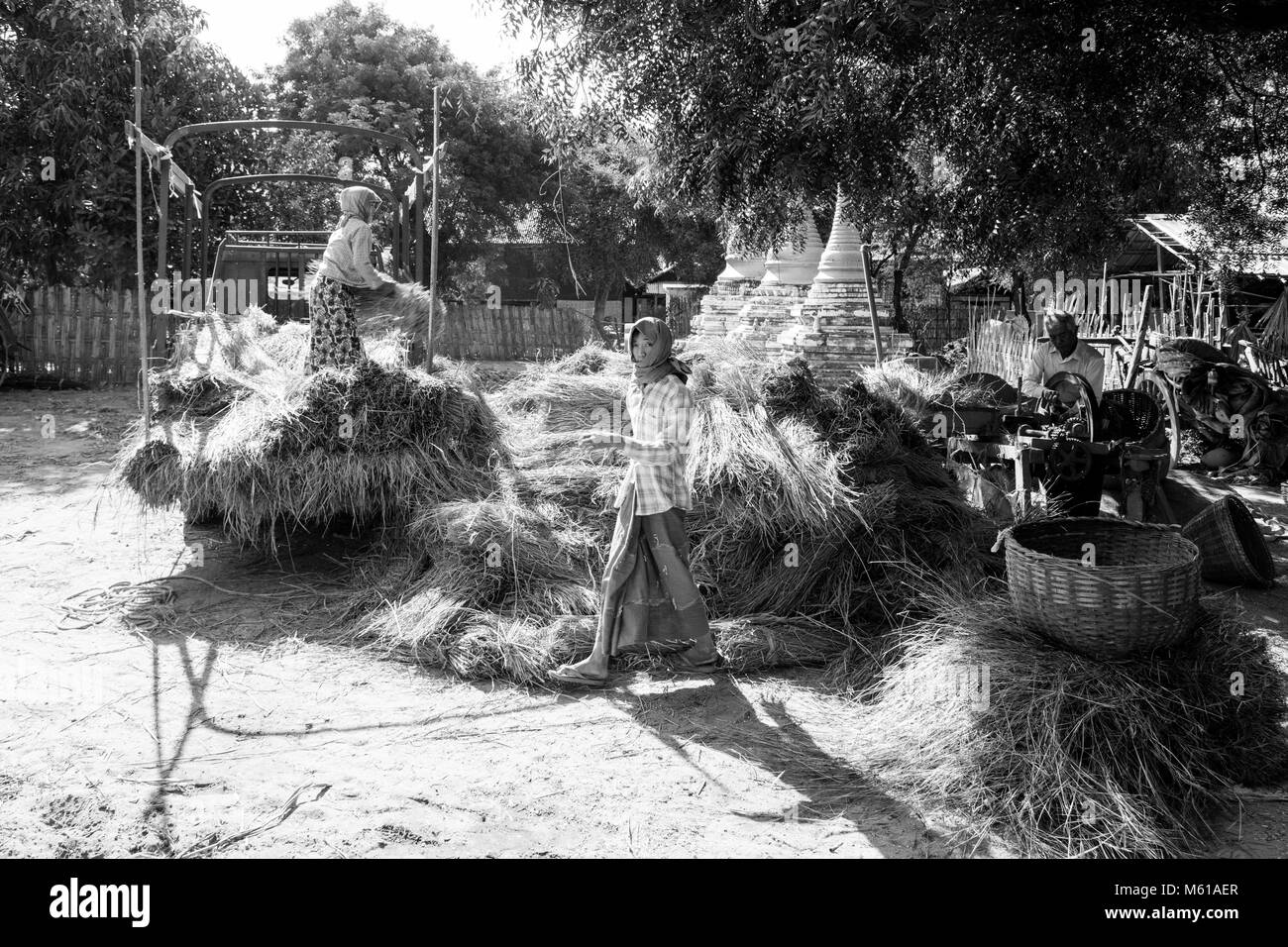 BAGAN, Myanmar, Gennaio 2018: tempo di raccolta a Bagan, Myanmar Foto Stock