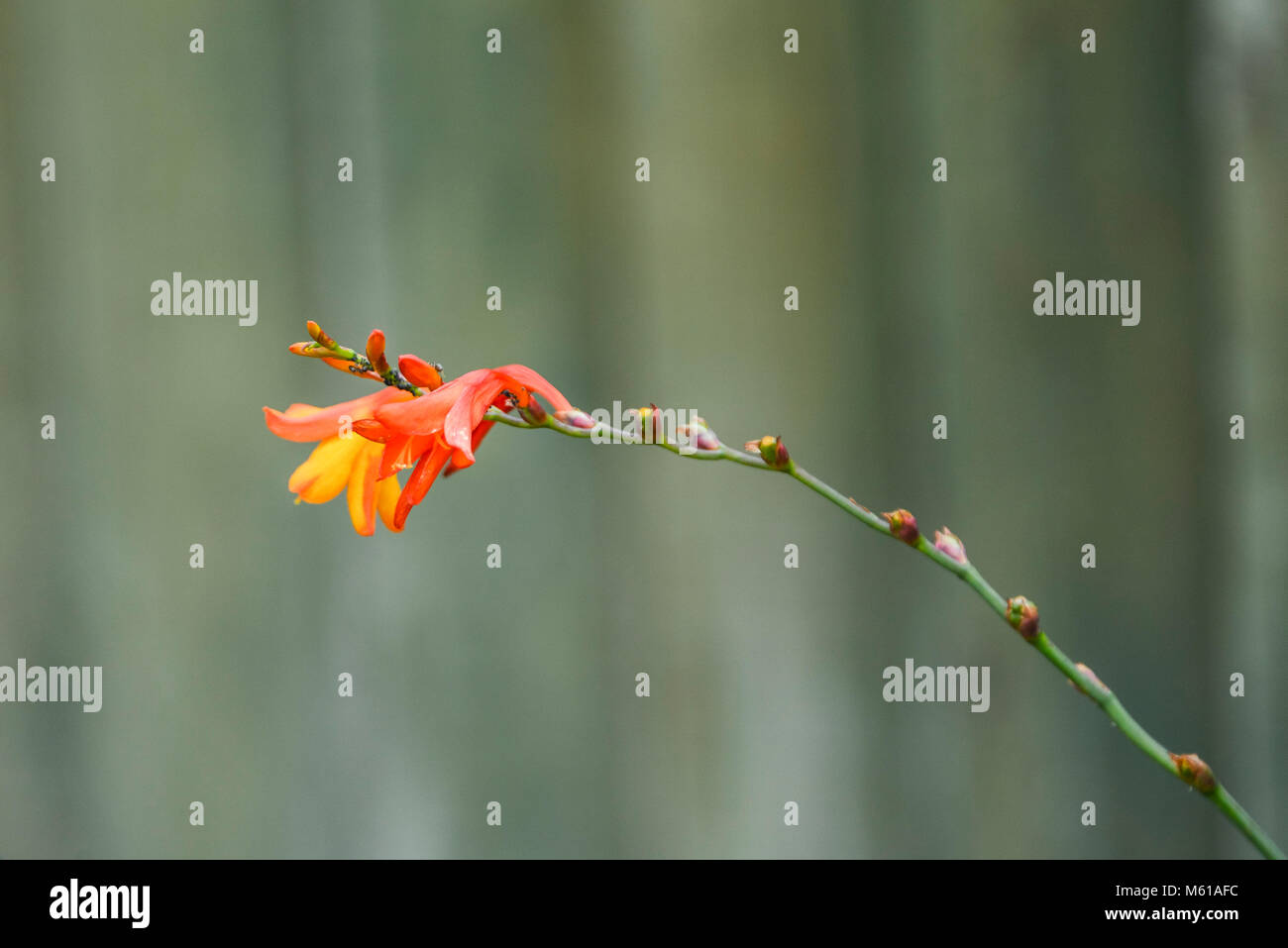 I fiori di un Crocosmia montbretia × crocosmiiflora coperto con fagioli neri afidi (Aphis fabae) Foto Stock