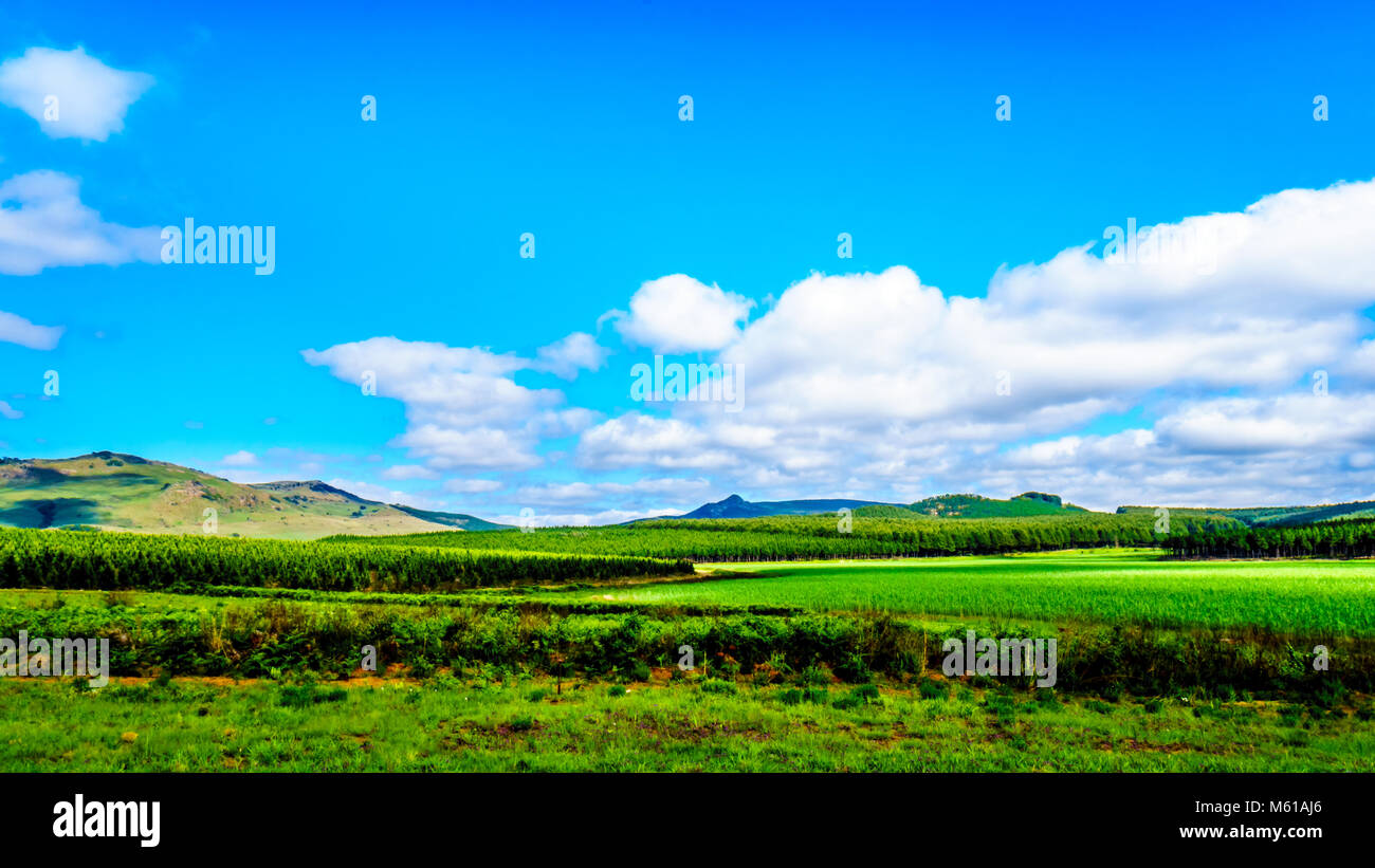 Il highveld, con i suoi numerosi e pino piantagioni lungo l'autostrada R358 tra Hazyview e Witriver nella provincia di Mpumalanga in Sudafrica Foto Stock