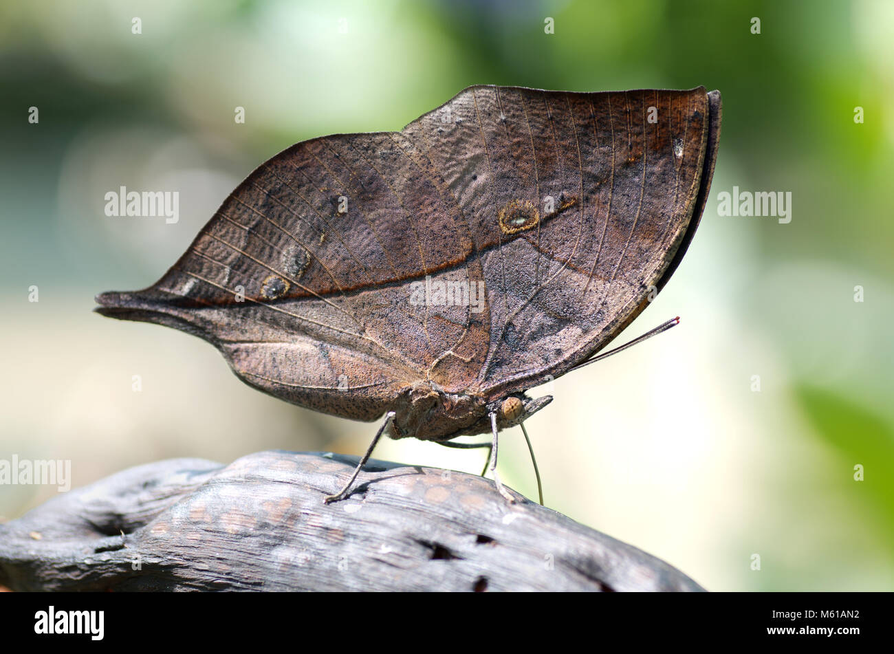 Close-up su kallima butterfly sapere come oakleaf. camuffamento di insetto in natura Foto Stock