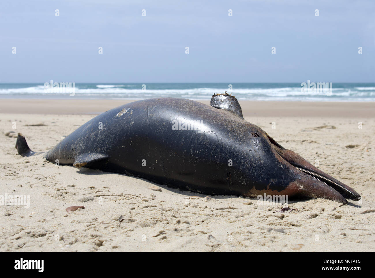 Delfino morto lavato fino a una spiaggia Foto Stock