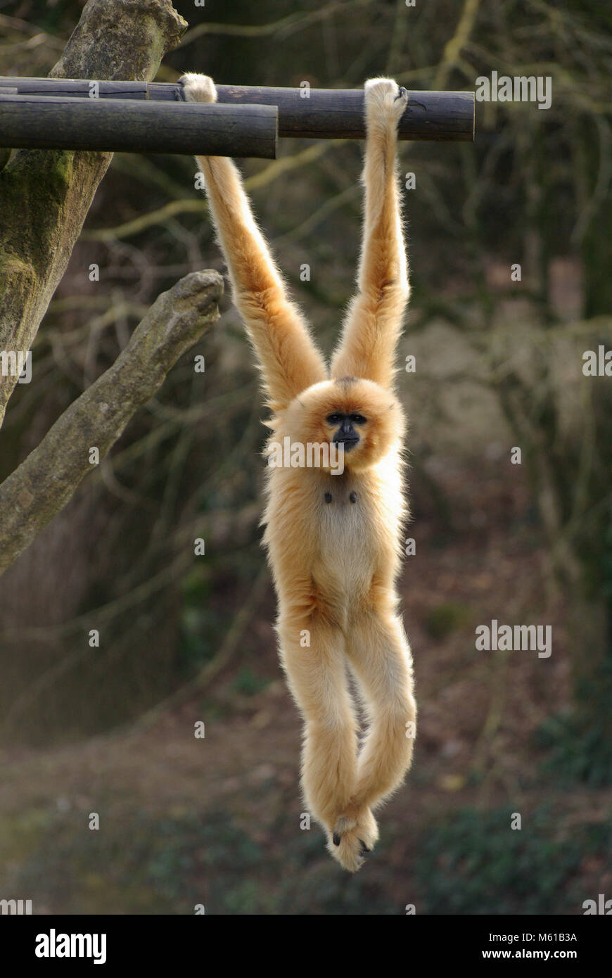 Bianco-consegnato gibbone. Gibbone sono animali dell'aria, muoversi con agilità facendo oscillare una diramazione al successivo Foto Stock