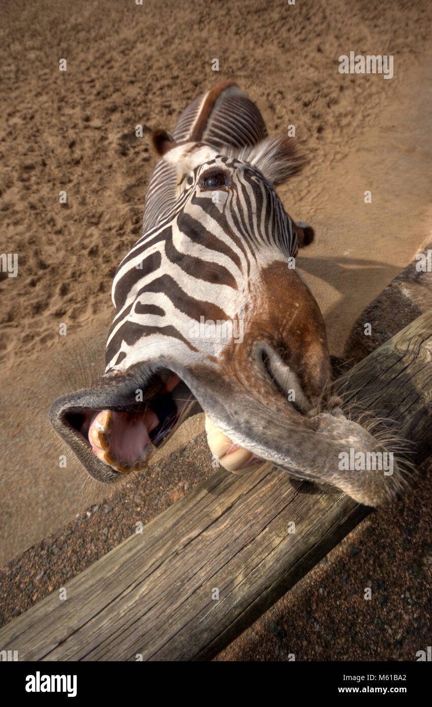 Divertente zebra ritratto Foto Stock