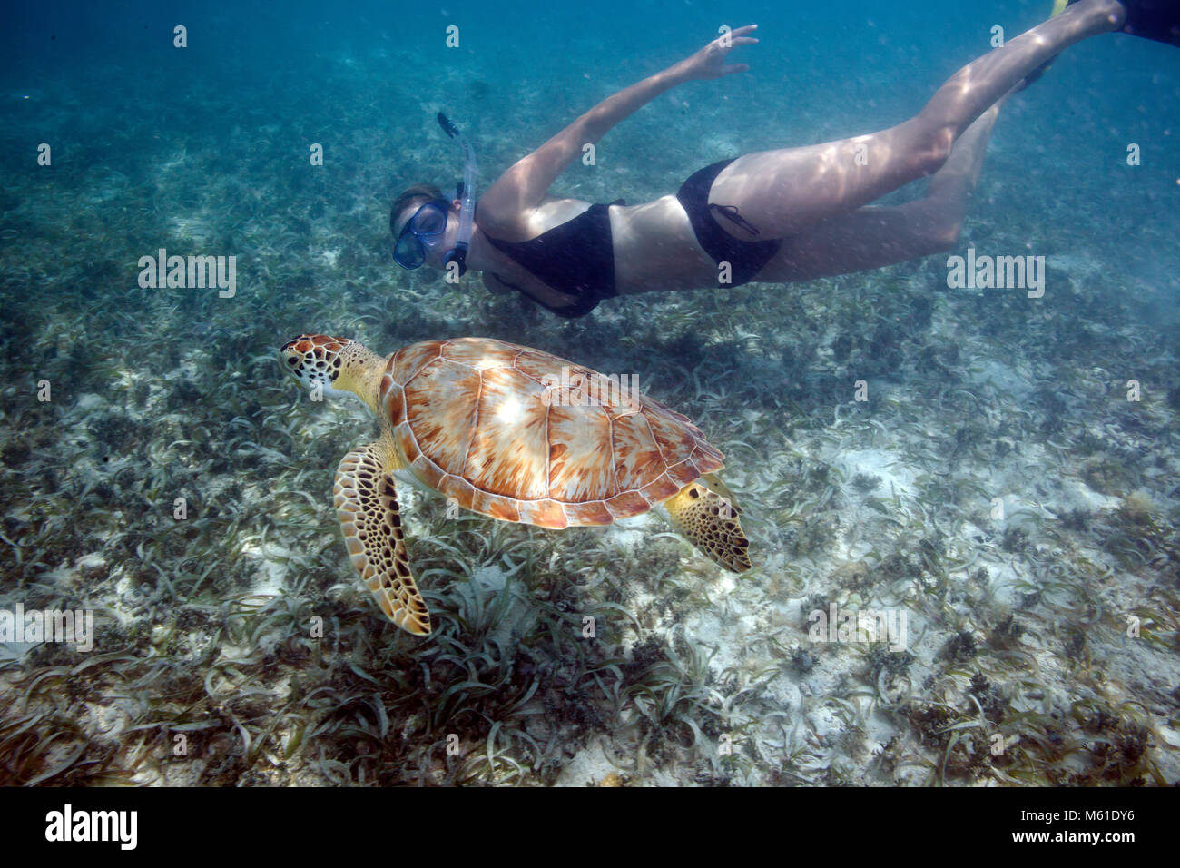 Un snorkeler nuota in prossimità di una tartaruga di mare in Maho Bay sull'isola di San Giovanni negli Stati Uniti Isole Vergini. Foto Stock