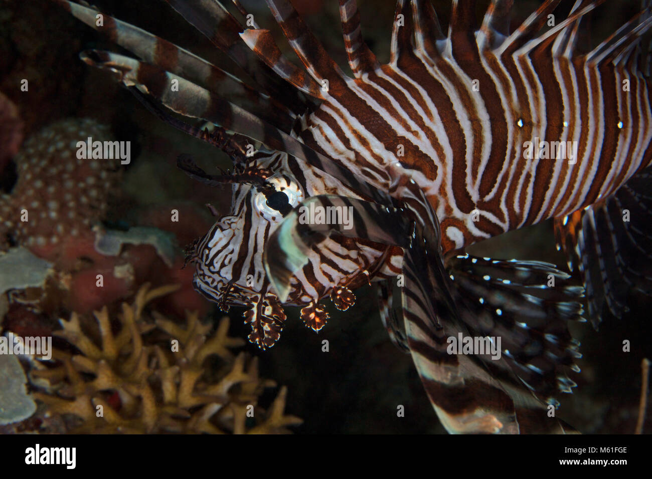 Leone/Pterois nei pressi di Panglao Island, Filippine Foto Stock