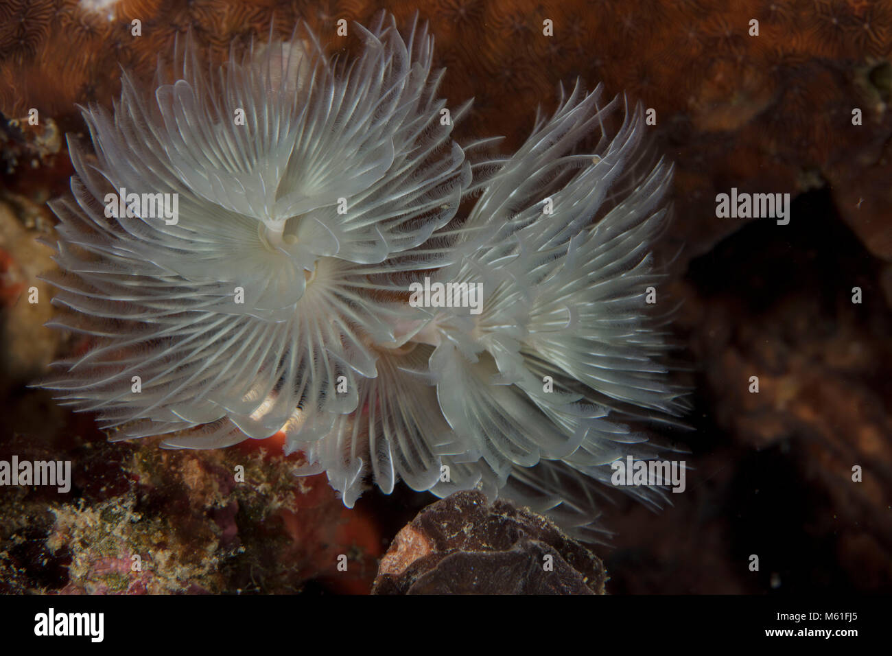 Magnifica Feather Duster Worm (Protula magnifica) nei pressi di Panglao Island, Filippine Foto Stock