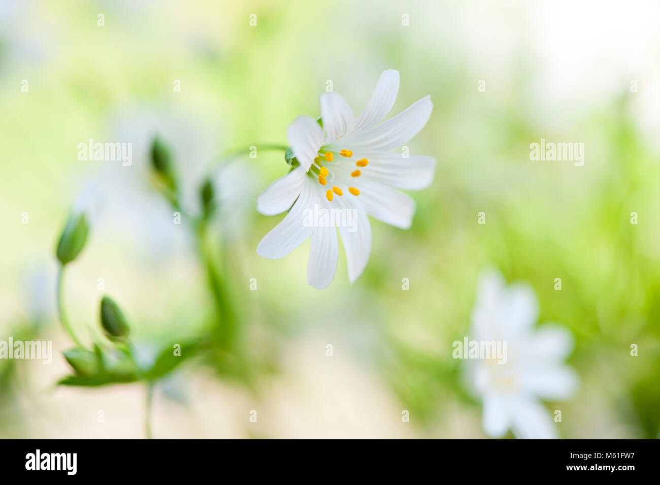 Close-up, macro immagine della delicata a fioritura primaverile Stitchwort maggiore fiore bianco conosciuto anche come Addersmeat o Stellaria holostea Foto Stock