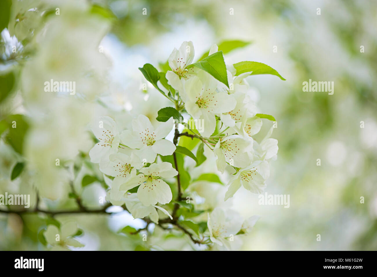 Close-up immagine della molla, white Crab Apple Blossom fiori Foto Stock