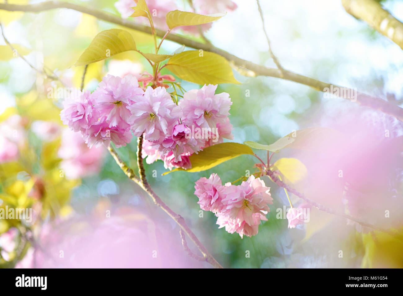 Fioritura giapponese albero ciliegio "Prunus onorificenza' soffice fiore rosa Foto Stock
