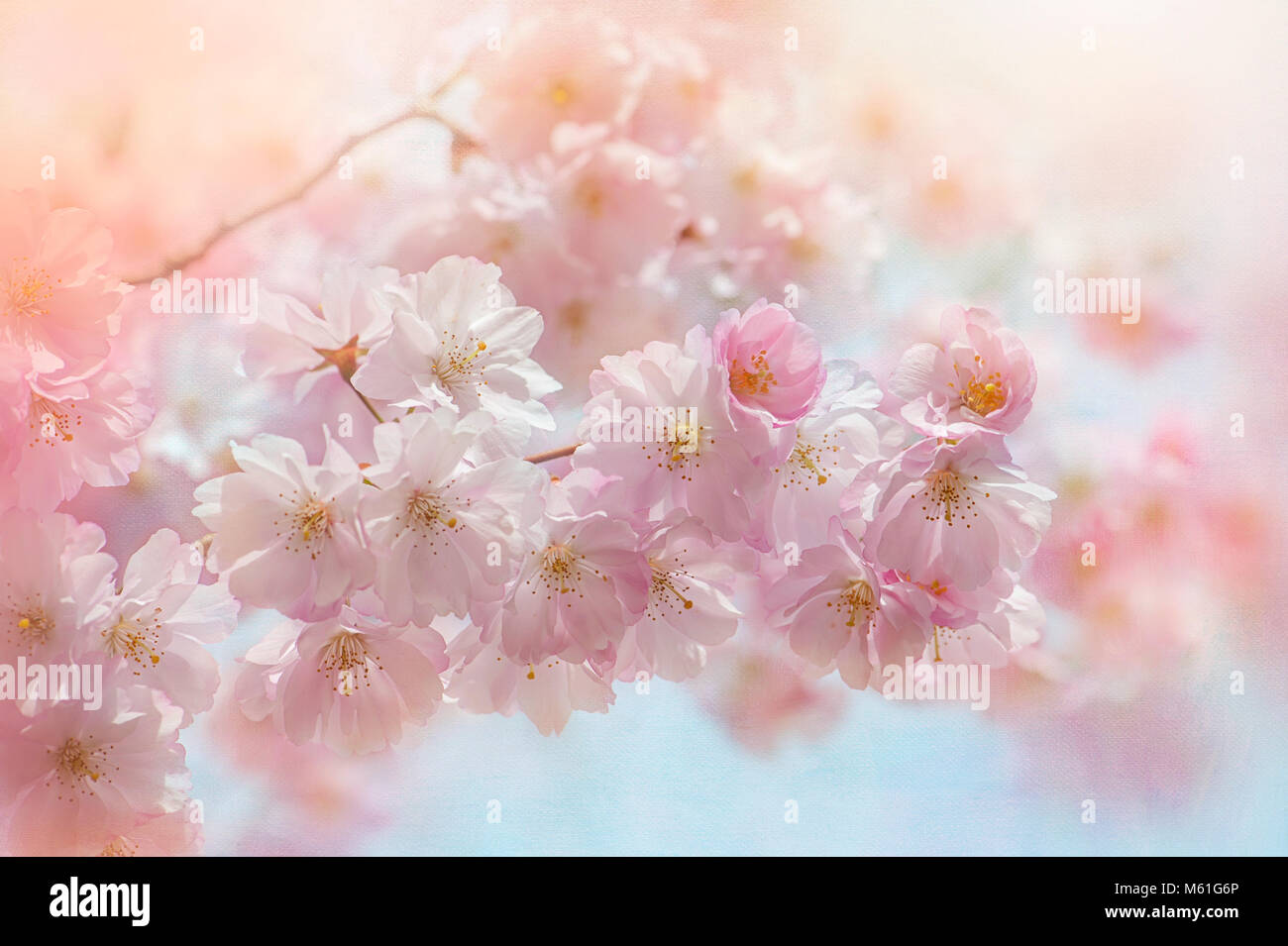 Fioritura giapponese albero ciliegio "Prunus onorificenza' soffice fiore rosa Foto Stock