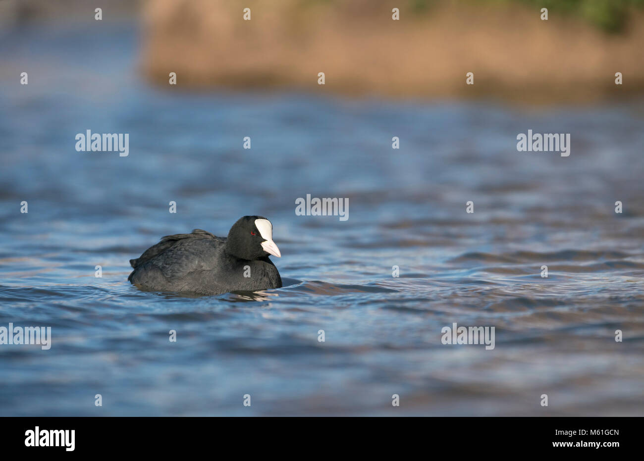 La folaga, fulica atra, nuoto sul lago blu,all'inizio della primavera sulla somerset livelli. Foto Stock