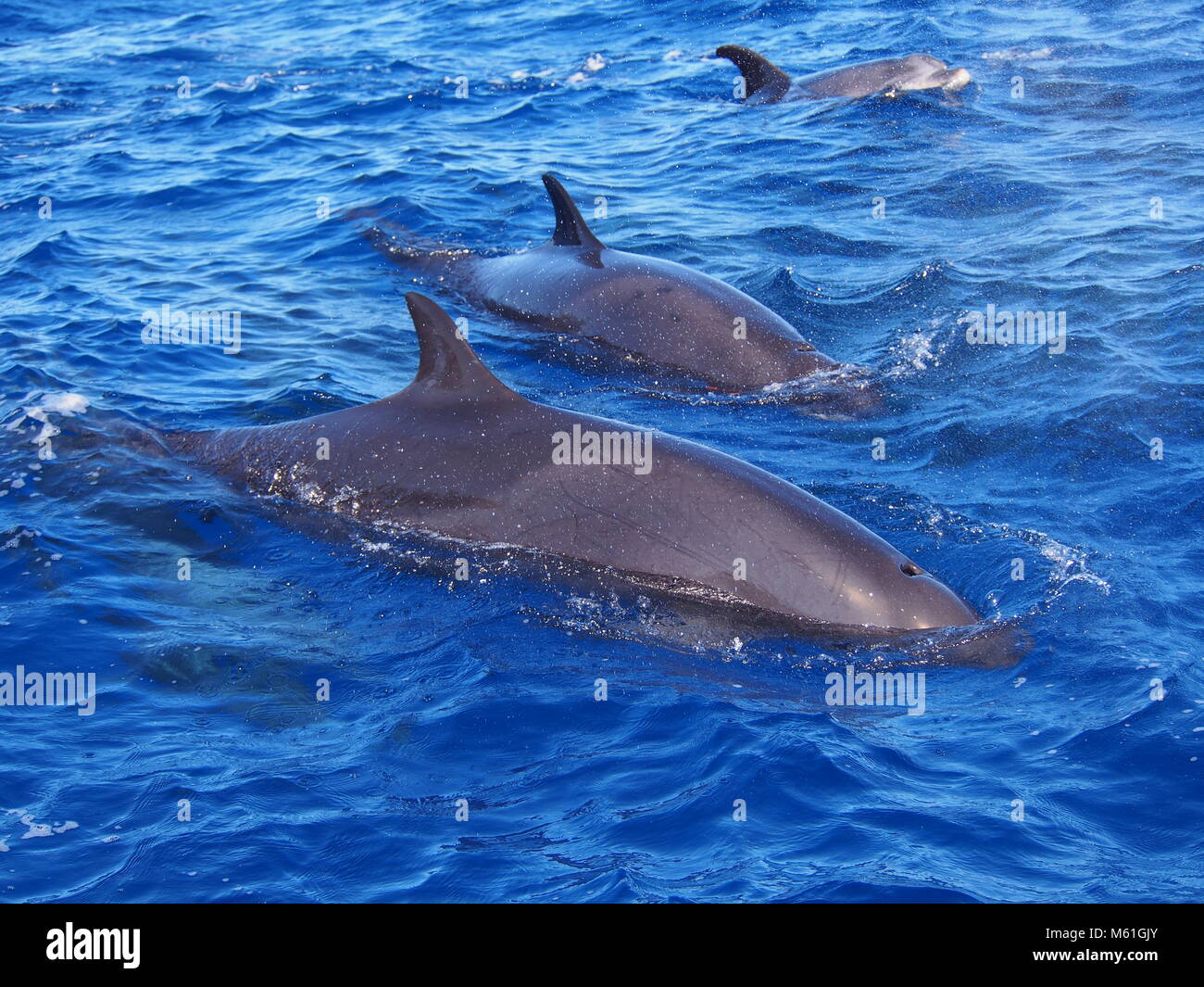 False Orche socializzare con i delfini, Isola di Madeira (Oceano Atlantico) Foto Stock
