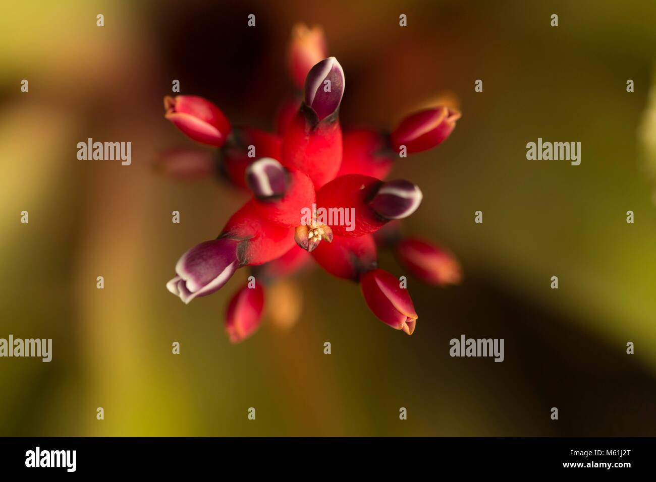 Fiori all'Eden Project Foto Stock