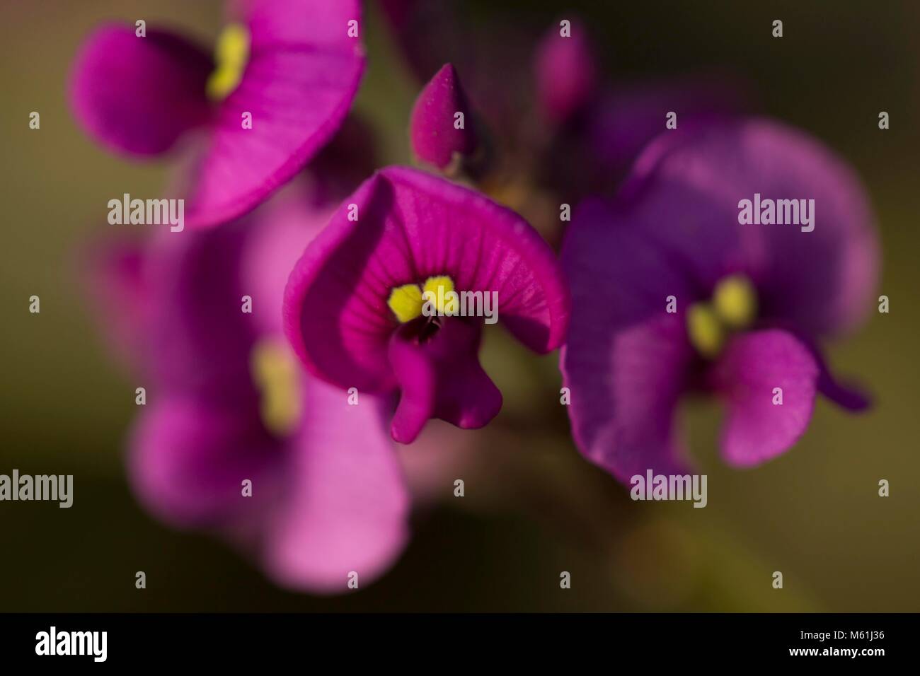Fiori all'Eden Project Foto Stock
