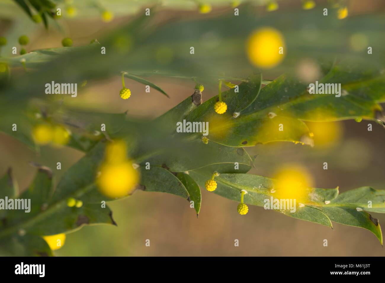 Fiori all'Eden Project Foto Stock