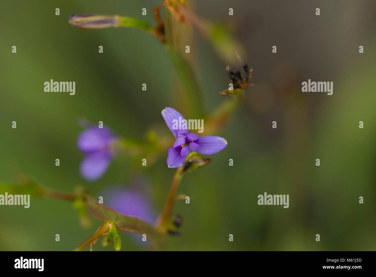 Fiori all'Eden Project Foto Stock