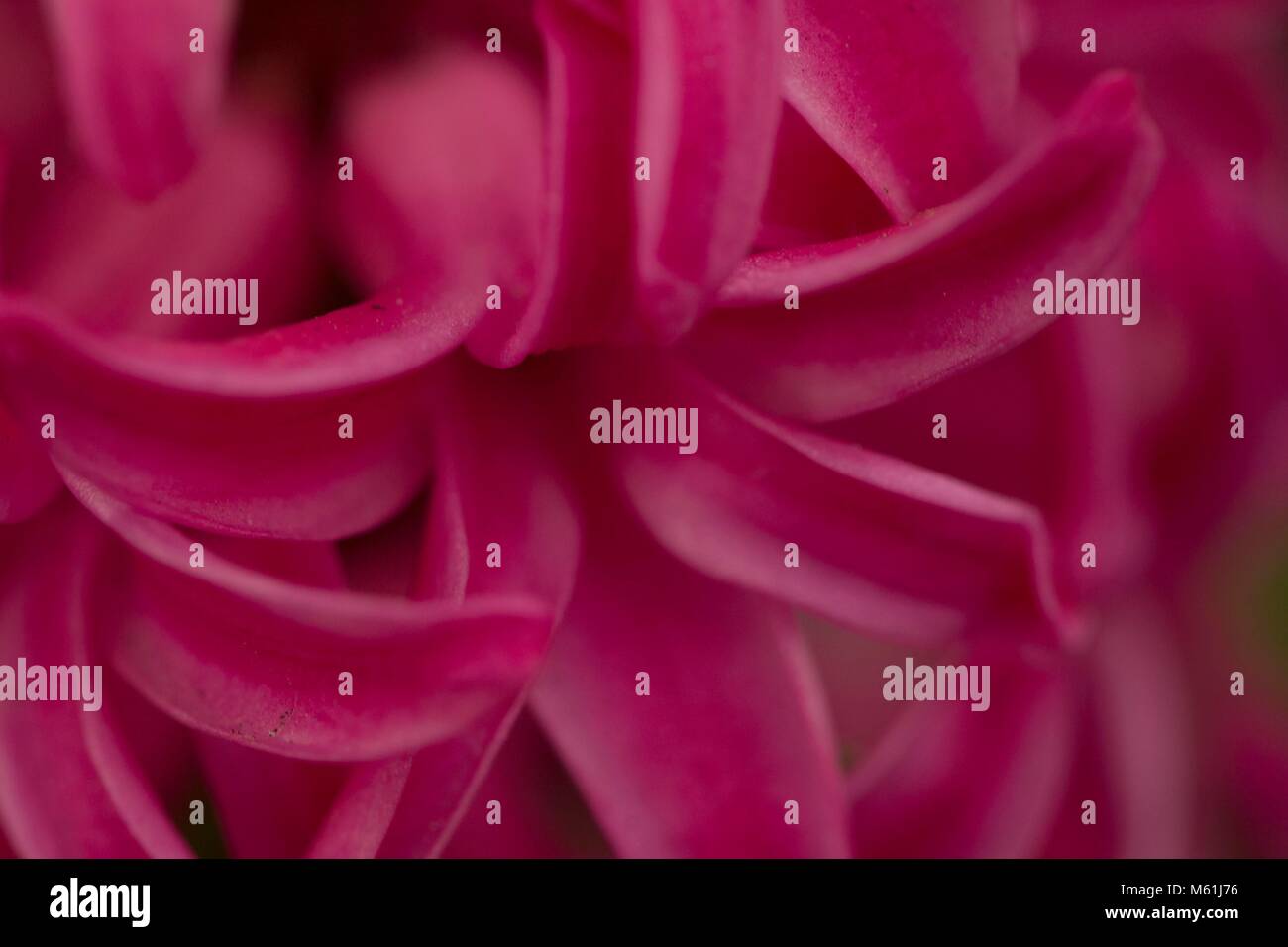 Fiori all'Eden Project Foto Stock